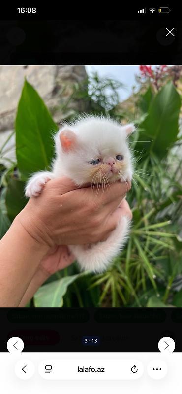 шотландский вислоухий котенок баку: Шотландская вислоухая — 4