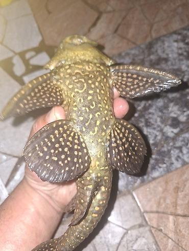 akvarium baliqlari satisi: Salam iri ölcülü xişnik şüşə təmizdiyən isdiyən əlaqə saxlssın — 2