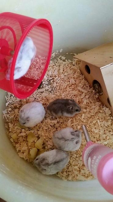 Gəmiricilər: Cunqariklər dişləmirlər ələ öyrəşiblər sağlamdılar Zoo maqazin deyil — 6