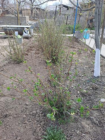 Смородина: Саженцы красной смородины (плодоносящие кусты) - Культура: красная — 1