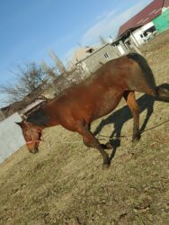 купить собаку немецкую овчарку: Сатам | Бээ (ургаачы) | Көбөйтүү үчүн, Сүт алуу үчүн