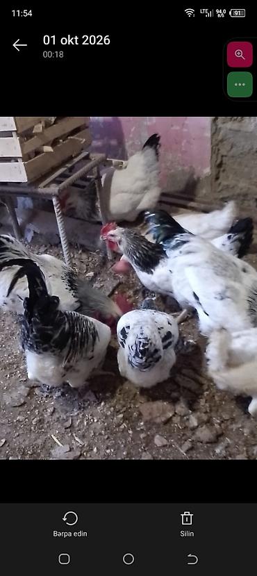 doyus xoruzu: Əvvala Salam olsun herkese öz həyətimin heyvanlarıdı tam sağlamdılar — 2