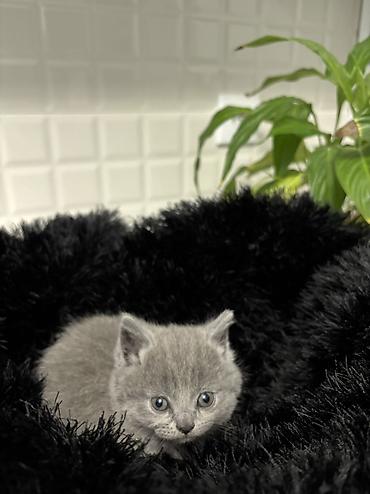 Pişiklər: Britan — 6