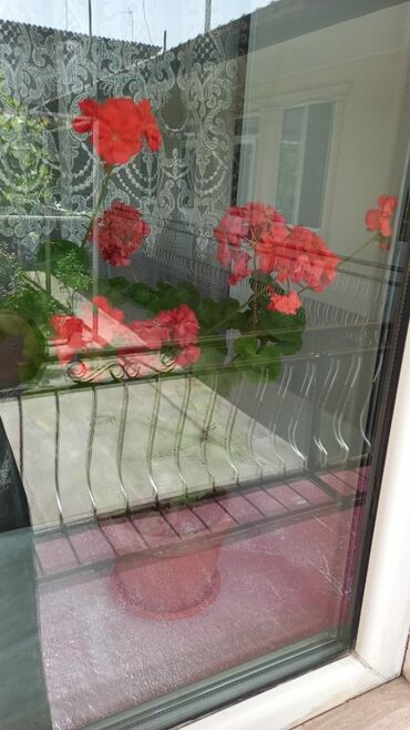 семена для газона: Продаю ЦВЕТЫ ГЕРАН ПО 200 СОМОВ В ДЖАЛАЛ АБАДЕ В ГОР БОЛЬНИЦЕ ОКОЛО