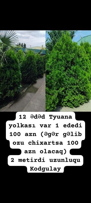 ağac gülləri: Tyuana yolkası (Thuja) – 12 ədəd - Hündürlük: təxminən 2 metr - Sıx — 1
