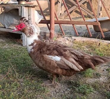 cuceye verilen adlar: Salam. 16 gunluk lal ordek balalari satılır. 10 edəddi. Ata krasnadar