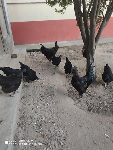Toyuq, Damazlıq lalafo.az -da Toyuq, Damazlıq