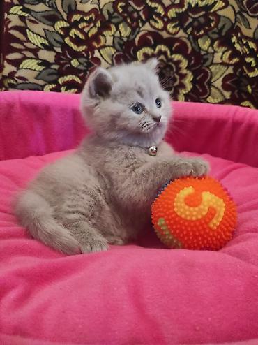 Pişiklər: Britan, Ödənişli çatdırılma — 5