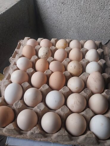 Птицы: Продаю яйцо Адлер серебристый по 25сом шт есть 190шт Бишкек