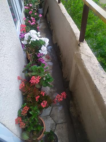 kala: Balkon üçün müxtəlif növ saksı bitkiləri və şirəli/sukkulent — 1