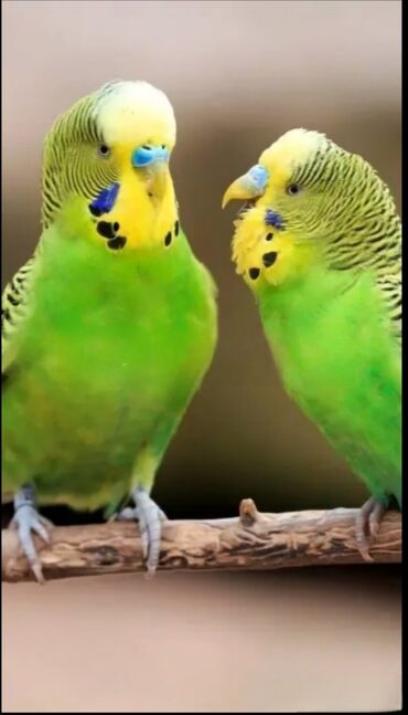 İtlər: Məhsul: Dalmatian cinsli dalğalı tutuquşular (budgerigar) cütlüyü