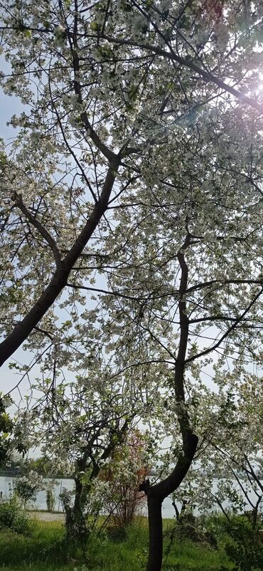 Torpaq sahələrinin satışı: 9 sot, Biznes üçün, Mülkiyyətçi, Kupça (Çıxarış) — 14