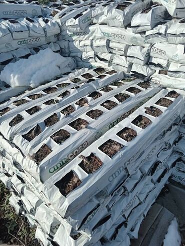 Kakabit: Kakabitler. Koko CHAMPİON Meşokun Biri 40 qəpik. Meşokda 2 kq olur -da lalafo.az — 3 Kakabit: Kakabitler. Koko CHAMPİON Meşokun Biri 40 qəpik. Meşokda 2 kq olur — 3