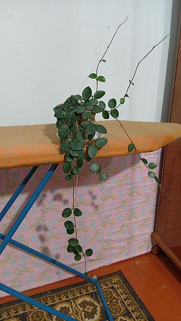 черный принц: Комнатные лианы в горшках - Сциндапсус (Epipremnum aureum — 1
