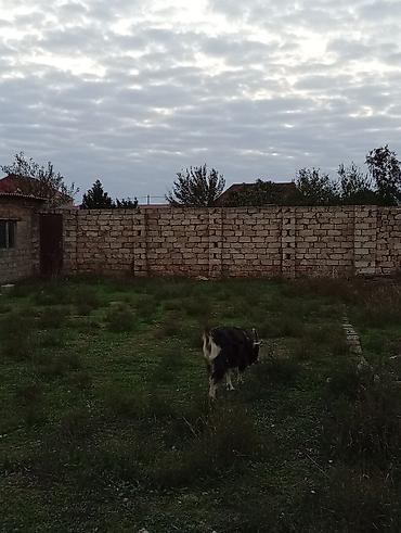 Keçilər, çəpişlər: Əvvəla salam heyvanr özumundu alverçi deyiləm qara Amerikana alpinidir — 3