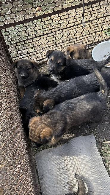 Продаются щенки немецкой овчарки смесь с лайкай щенкам по полтора