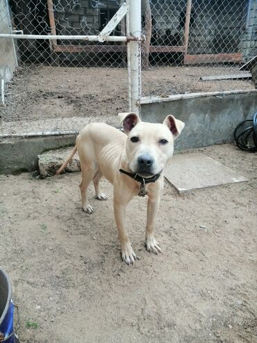 pitbullar: Təmiz qan pitbul 5 aylıq ərkey. Bu rəng retki olur adamcıl deyil gözəl