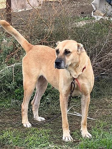itlər alabay: Qurdbasar, 2 il, Dişi, Peyvəndli, Ödənişli çatdırılma — 5