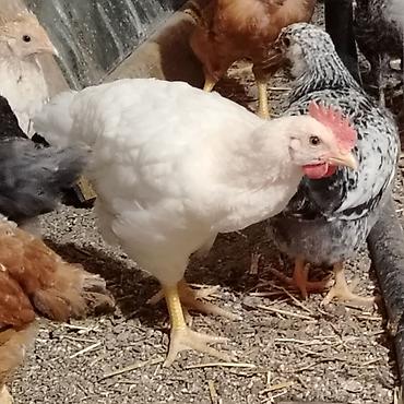 brama cuceler: Toyuq cücələri, Damazlıq, Ünvandan götürmə — 7