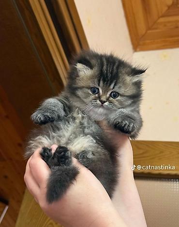 Pişiklər: Qızıl şinşilla — 3