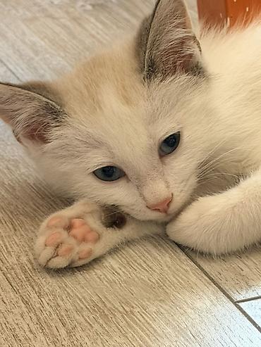 Мышыктар: Котёнок 2 месяца, мальчик, с голубыми глазами. Мы зовем его Сагындык 🤍 — 8