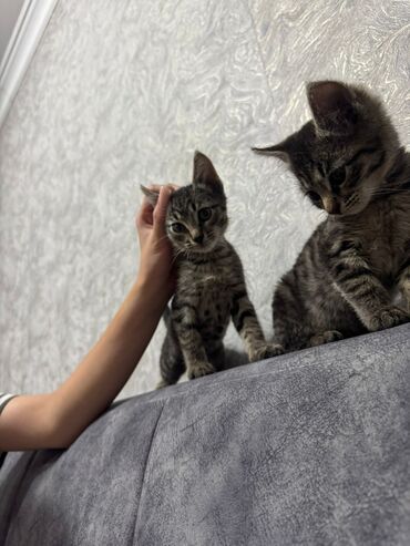 шотландская вислоухая кошка черная: Кошка даром: Беспородная, 3 месяца, Девочка, Приучена к лотку