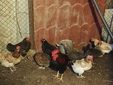 ucuz toyuq satisi: 🐔 YUMURTUYAN TOYUQLAR SATILIR! 🥚 10 ədəd yumurtuyan toyuqdur. Toyuqun — 3