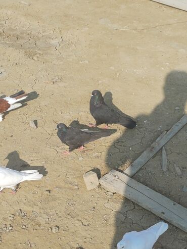 Göyərçinlər: Məhsul: Göyərçin sürüsü Təsvir: - Şəkillərdə müxtəlif rəng və — 8