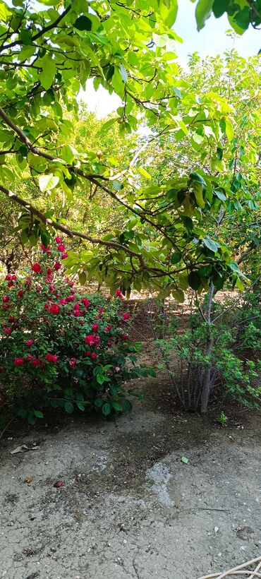 Torpaq sahələrinin satışı: 8 sot, Tikinti, Mülkiyyətçi, Kupça (Çıxarış) -da lalafo.az — 5 Torpaq sahələrinin satışı: 8 sot, Tikinti, Mülkiyyətçi, Kupça (Çıxarış) — 5
