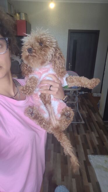 İtlər: Pudel, 2 ay, Peyvəndli, Pulsuz çatdırılma — 6