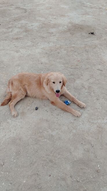 golden retriever qiymet: Retriever