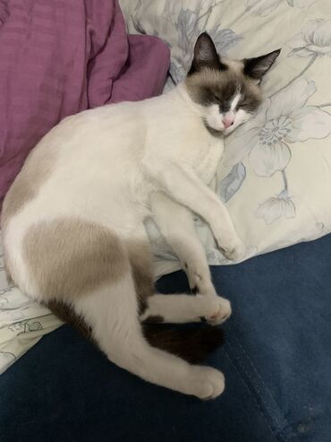 Отдам даром кошку: 9 месяцев, Девочка at lalafo.kg — 9 Отдам даром кошку: 9 месяцев, Девочка — 9
