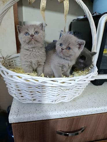 balaca akvarium: Britan, Yaxşı əllərə — 3