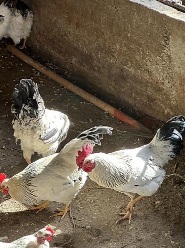 Куры, петухи: Продаю | Куры, Петух | Домашняя | На забой, Для разведения, Несушки — 13