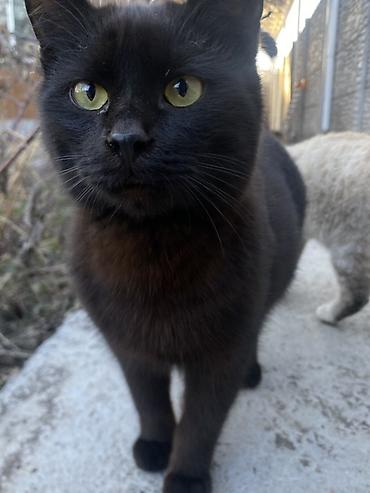 Продажа кошек: 6 месяцев, Мальчик, Черный — 1