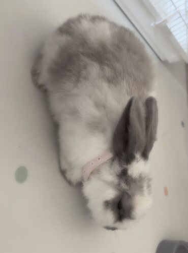 Декоративные кролики: Полный набор для содержания декоративного кролика. В комплекте: - — 11