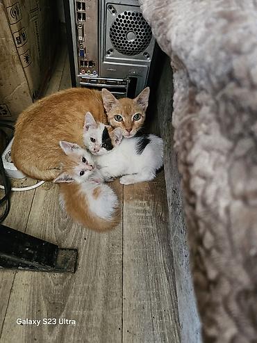 Мышыктар: Котята от домашней кошки - Помёт из трёх котят: два рыже-белых и один — 2