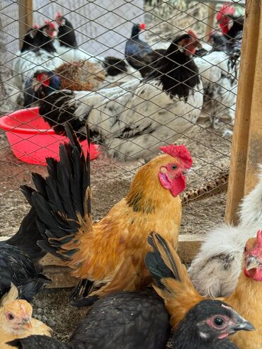 клетка для кур несушек купить: Продам карликовых курочек и петушков. Дружeлюбныe, яйцeнoсные