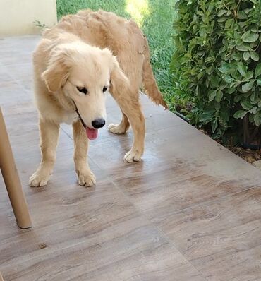 Akvarium aksessuar və ləvazimatları: Retriever, 5 ay, Erkek