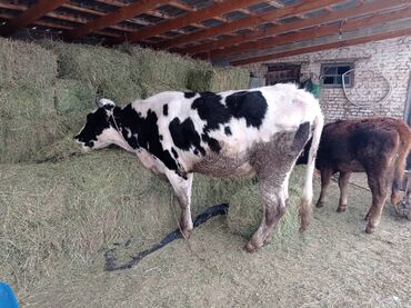 Коровы, быки: Продаю | Корова (самка) | Голштин