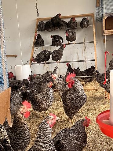 Toyuqlar: Toyuq, Damazlıq, Ödənişli çatdırılma — 6