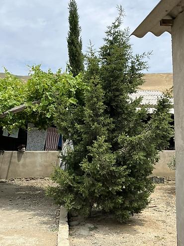 ciyələk ağacı satışı: Satılır: şam ağaci 6 eded hamsi birlikde 250 azn 5 ilin agaclaridi — 1