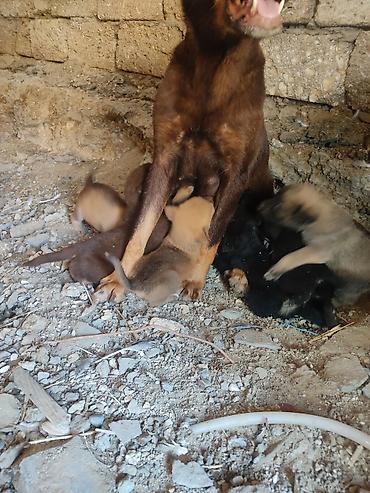 erkek it adlari: Zvonok, 1 ay, Dişi — 8