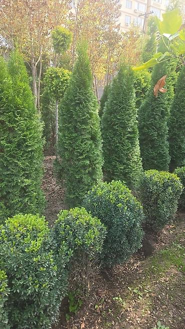 Декоративные деревья: Саженцы деревьев: Берёзы — 6