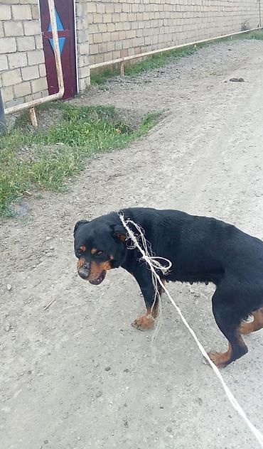 itlerin qiymeti: Rotveyler, 7 ay, Dişi, Ünvandan götürmə — 1