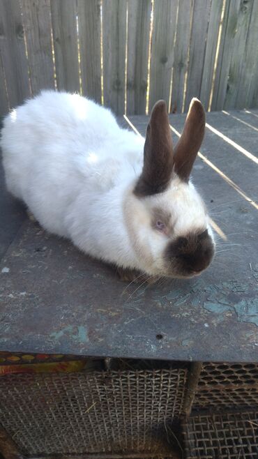 Декоративные кролики: Кролики — 30