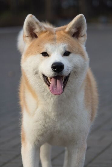 İtlər: Akita-inu, 1 il, Dişi