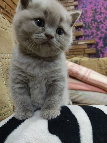 шотланские коты: Продаю кошечку шатланку 2 месяца очень красивый котенок. приучена к