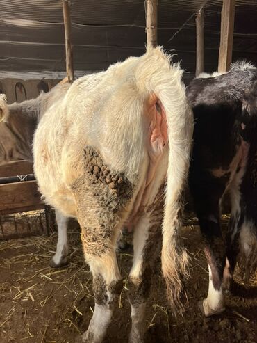 Коровы, быки: Продаю | Корова (самка) | Полукровка | На откорм | Привязанные — 8