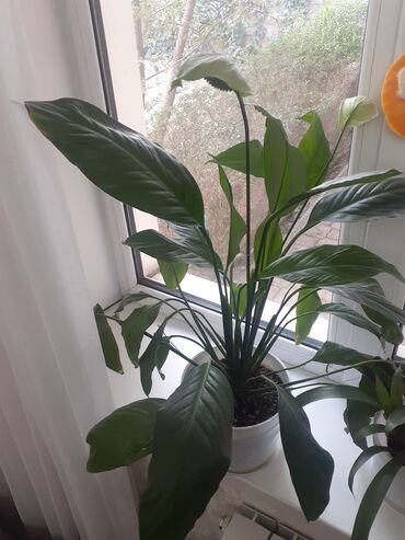 спатифиллум сенсация: Спатифиллум (Spathiphyllum) в декоративном белом горшке - Крупный